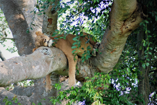 Oeganda - Zo, weer genoeg gedaan voor vandaag