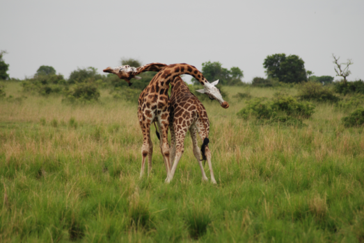 Oeganda - Wat jij kunt, kan ik ook