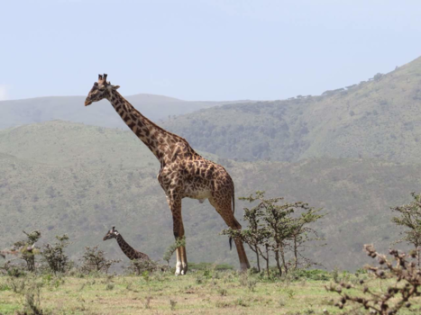 Tanzania - Spiegelbeeld