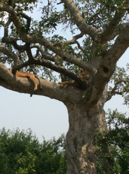 Oeganda - Lazy Lions