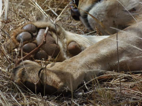 Kenia - Jambo simba!