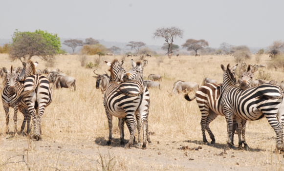 Tanzania - 3 couples of zebra’s