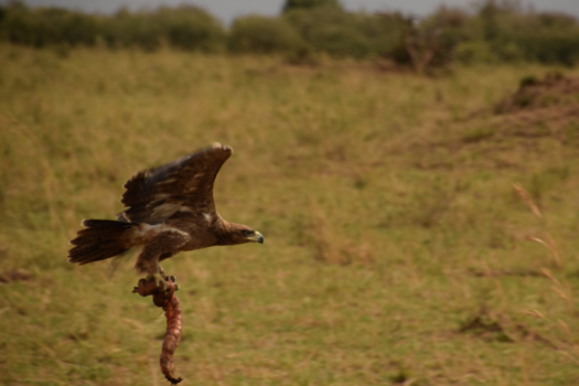 Serengeti National Park - That took guts! Stealing from a lion.