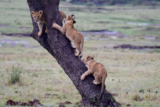 Masai Mara - Leeuwen welpjes in de Masai Mara
