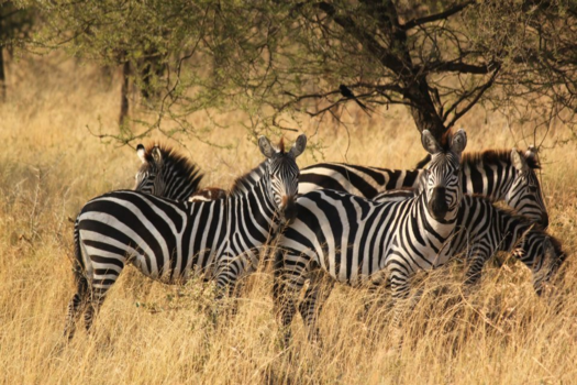 Serengeti National Park - Zebra’s in de Serengeti