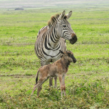 Serengeti National Park - Zebra beschermde deze jonge gnoe zonder moeder