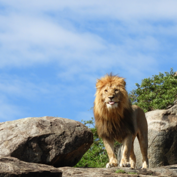 Serengeti National Park - Leeuw stak zijn tong naar me uit