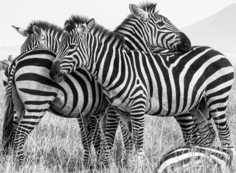 Serengeti National Park - Zebra's staan op wacht