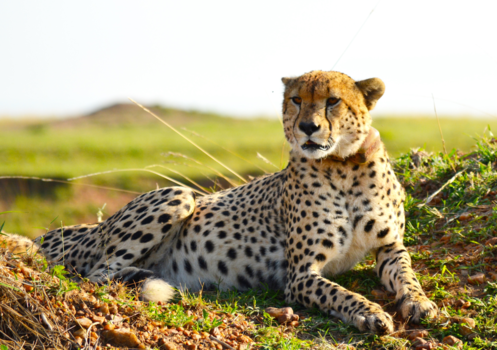 Tanzania - Lying in the morning sun