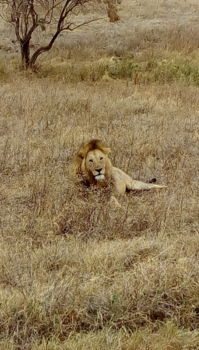 Ngorongoro krater - the most beautifull and elegant beast of the world