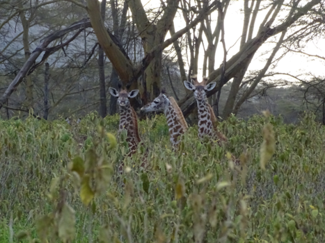 Serengeti National Park - Er is er altijd 1 eigenwijs:)