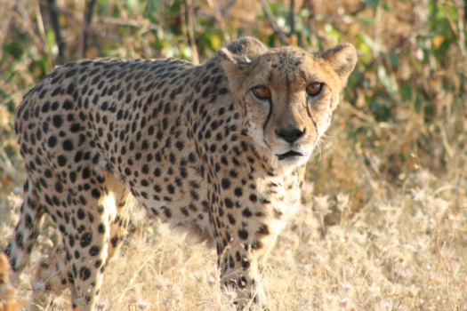 Namibië - Oog in oog....