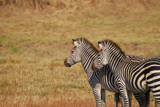 South Luangwa National Park - Stripes