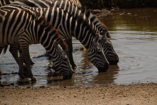 Serengeti National Park