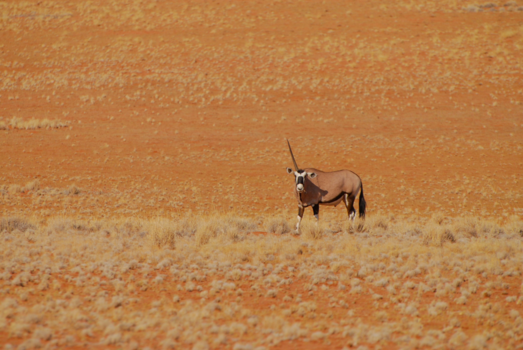Namib-Naukluft National Park - Unicorn or Oryx?