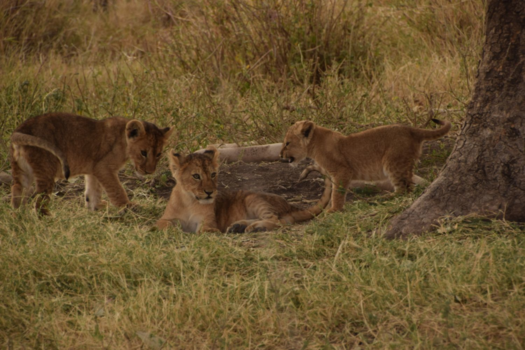 Serengeti National Park