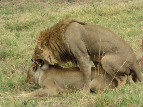 Namibië - Parende leeuwen in Namibie