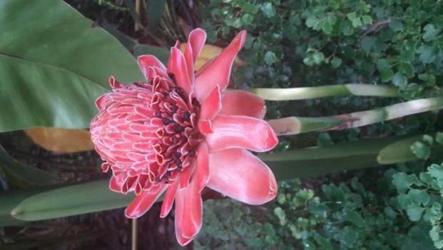 Madagaskar - Lotus bloem