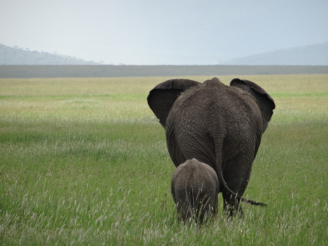Tanzania - Walking into the future