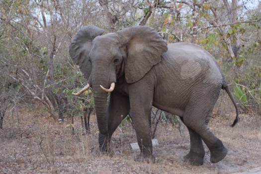 Tanzania - Tanzania olifant