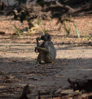Tanzania - The thinker