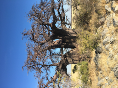 Botswana - Baobab op Kubu Island