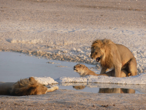 Etosha National Park - Wild life Africa