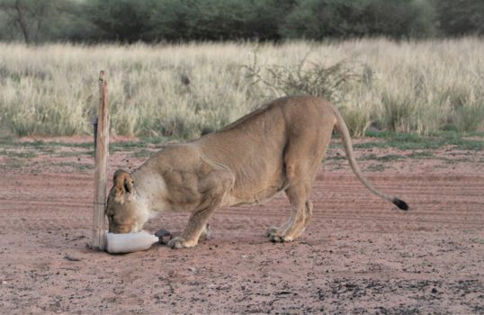 Botswana - Tijdens het eten kwam deze leeuw op onze camping voorbij en dronk water of het de normaalste zaak van de wereld was.