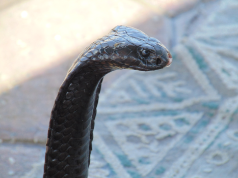 Marrakesh - Op de Djamaa al fna, marrakech