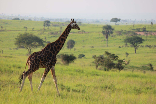 Murchison Falls national park - Amazing view