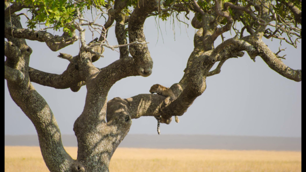 Tanzania - Serengeti - Tanzania - luipaard
