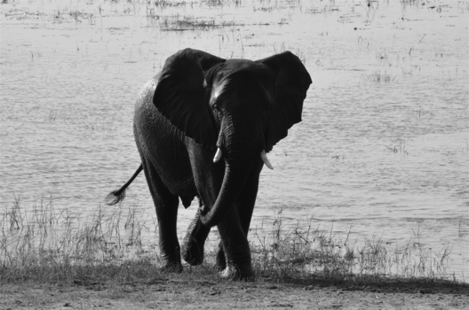 Chobe National Park - Olifant