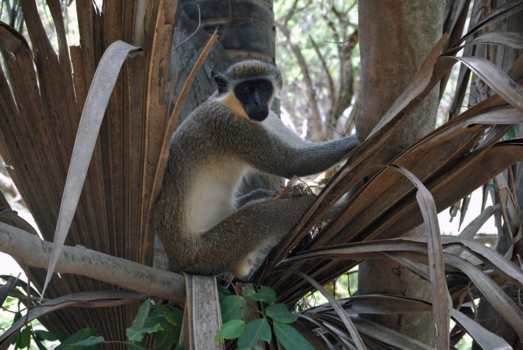 Gambia - Monkey