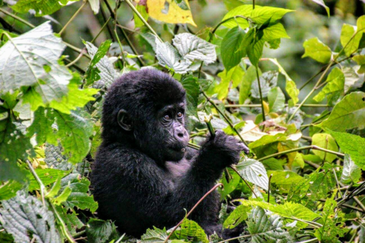 Oeganda - The best: Baby gorilla @ Bwindi NP, Uganda