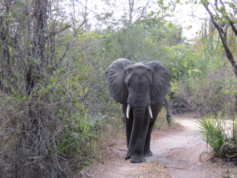 Tanzania - Tanzania Selous reservaat