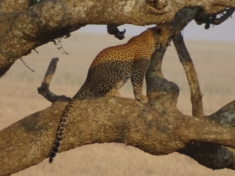 Kenia - Tijd om wakker te worden