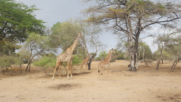 Tanzania - Fam giraf