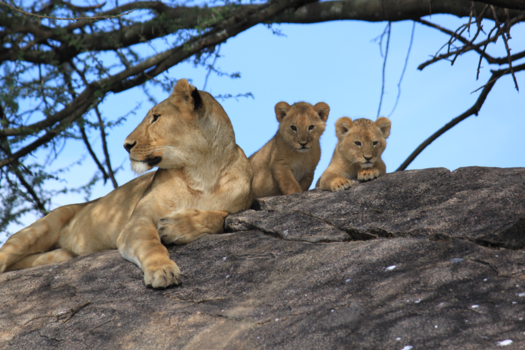 Serengeti National Park - Leeuwin met 2 welpen aan het relaxen