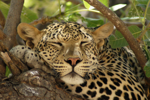 Tanzania - Ruaha NP, Na anderhalf uur zoeken vonden we een luipaard in een boom