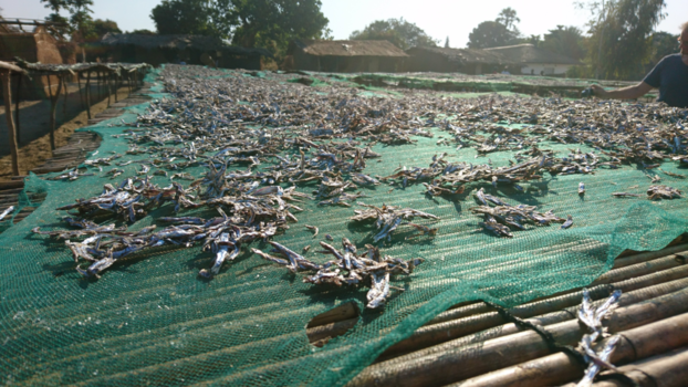 Malawi - Drogen van vis bij Lake Malawi