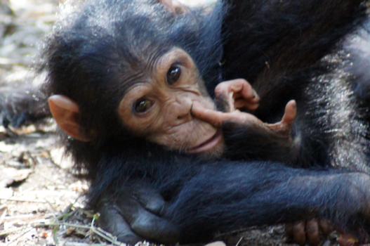 Tanzania - Het zijn net mensenkinderen