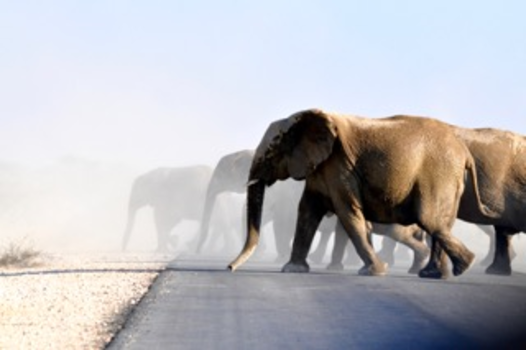 Etosha National Park - On the road again...
