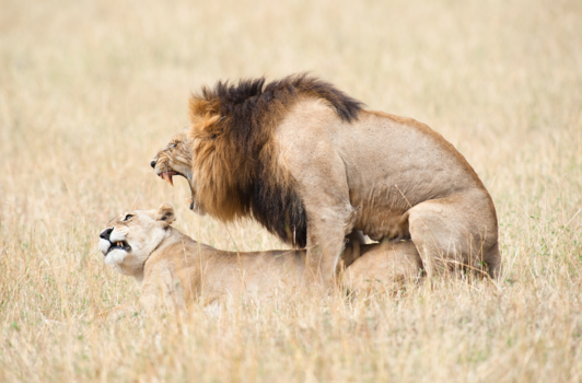 Kenia - Intimate Moment