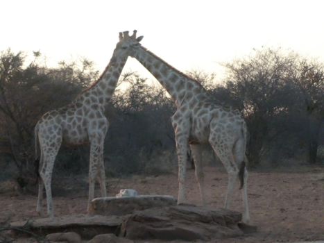 Etosha National Park - Giraffen zo fotogeniek!!