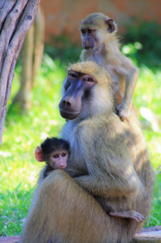 Zambia - Momma keeps a watchful eye