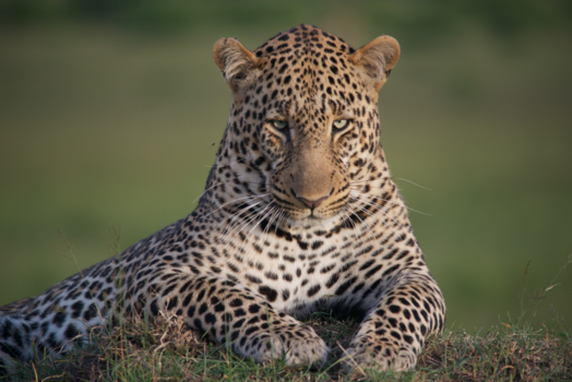 Masai Mara - Look me in the eye... hypnotized!