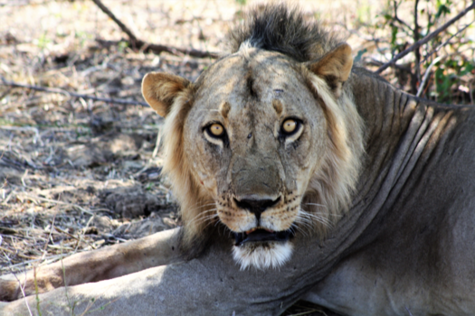 Zambia - Who is calling me Clarence?