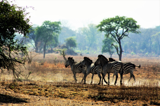 Zambia - Zebra’s op pad
