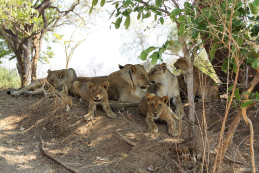 Zambia - Family candid moment