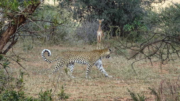Botswana - Als ik stil blijf staan ziet ie me noet